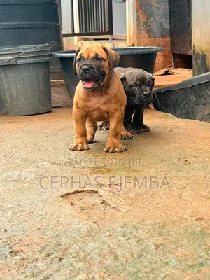 1-3 months Male Purebred Boerboel