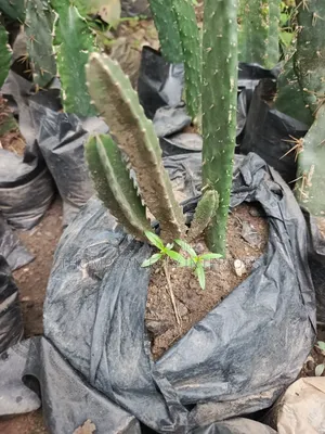 Peruvian Apple Cactus/ Columnar Cactus,