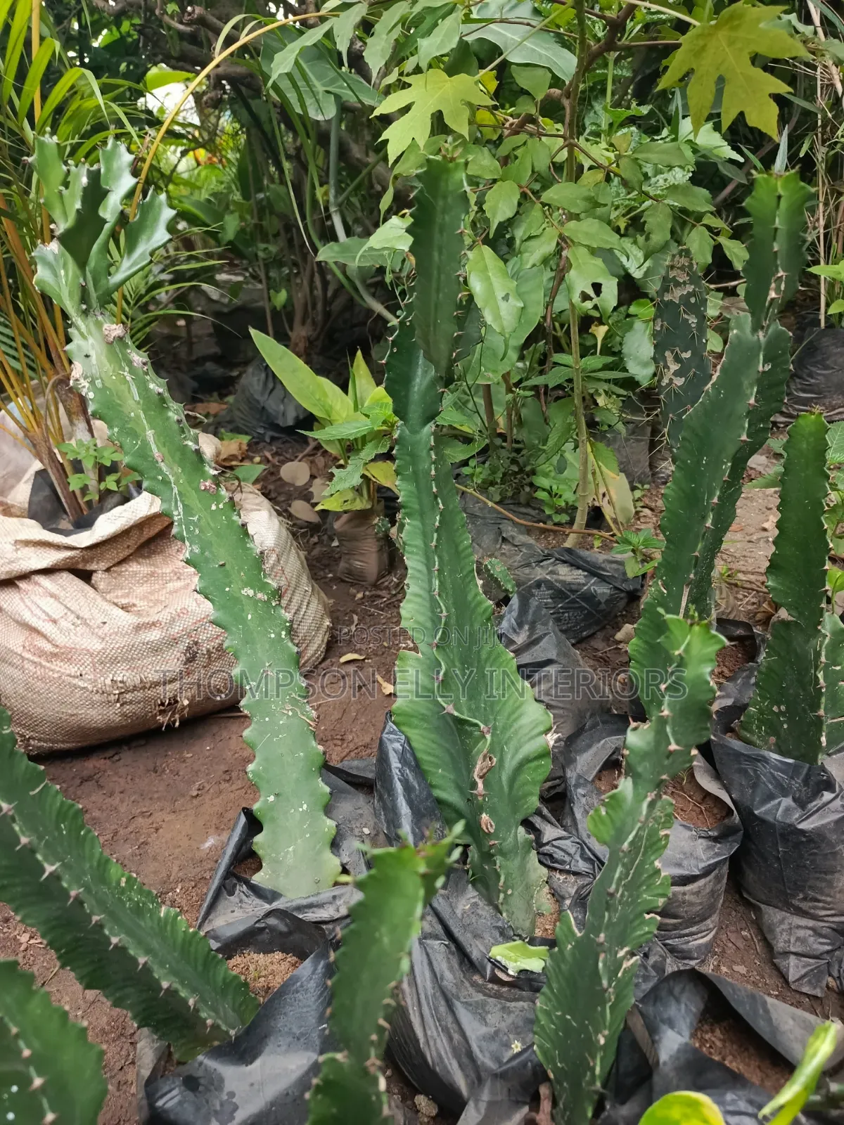 Peruvian Apple Cactus/ Columnar Cactus,