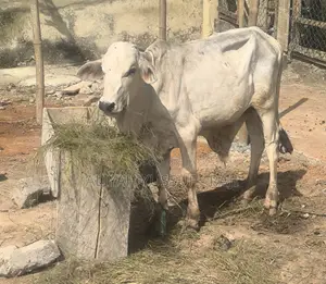 Healthy White Fulani Cow for Sale-Mature Strong