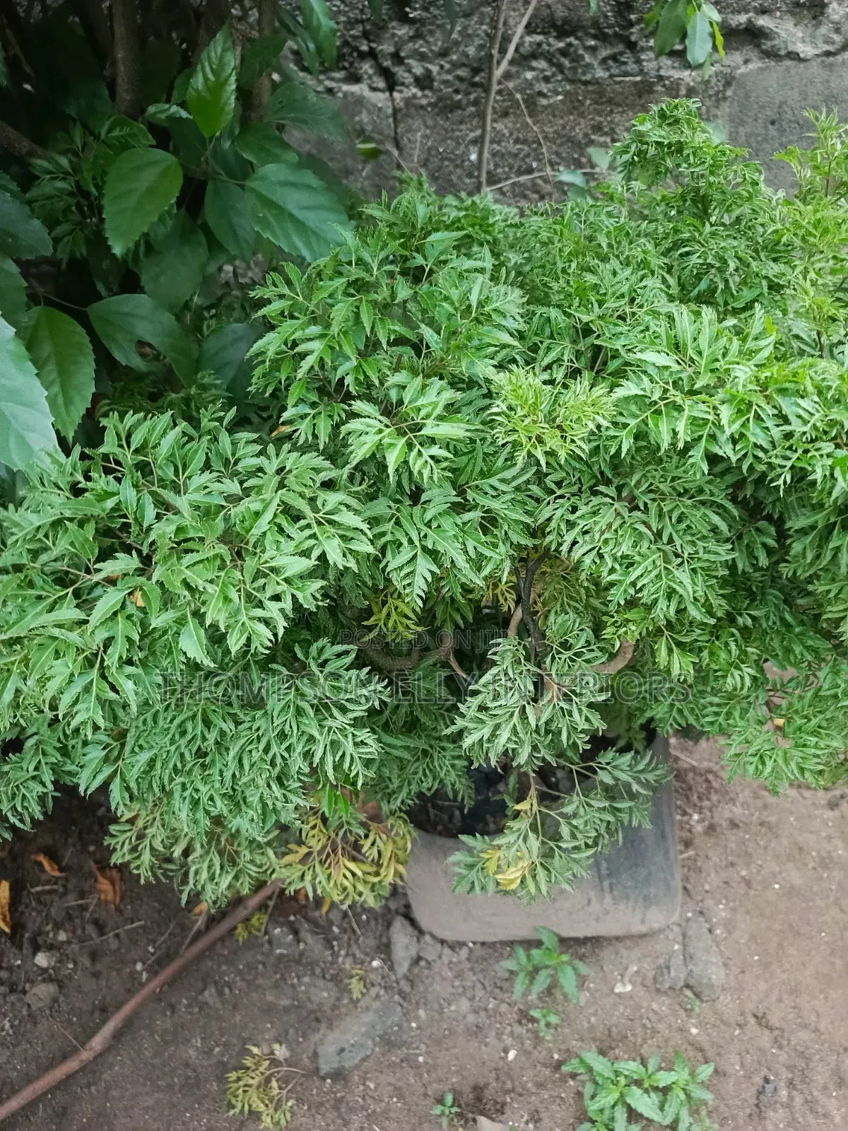Ming Aralia