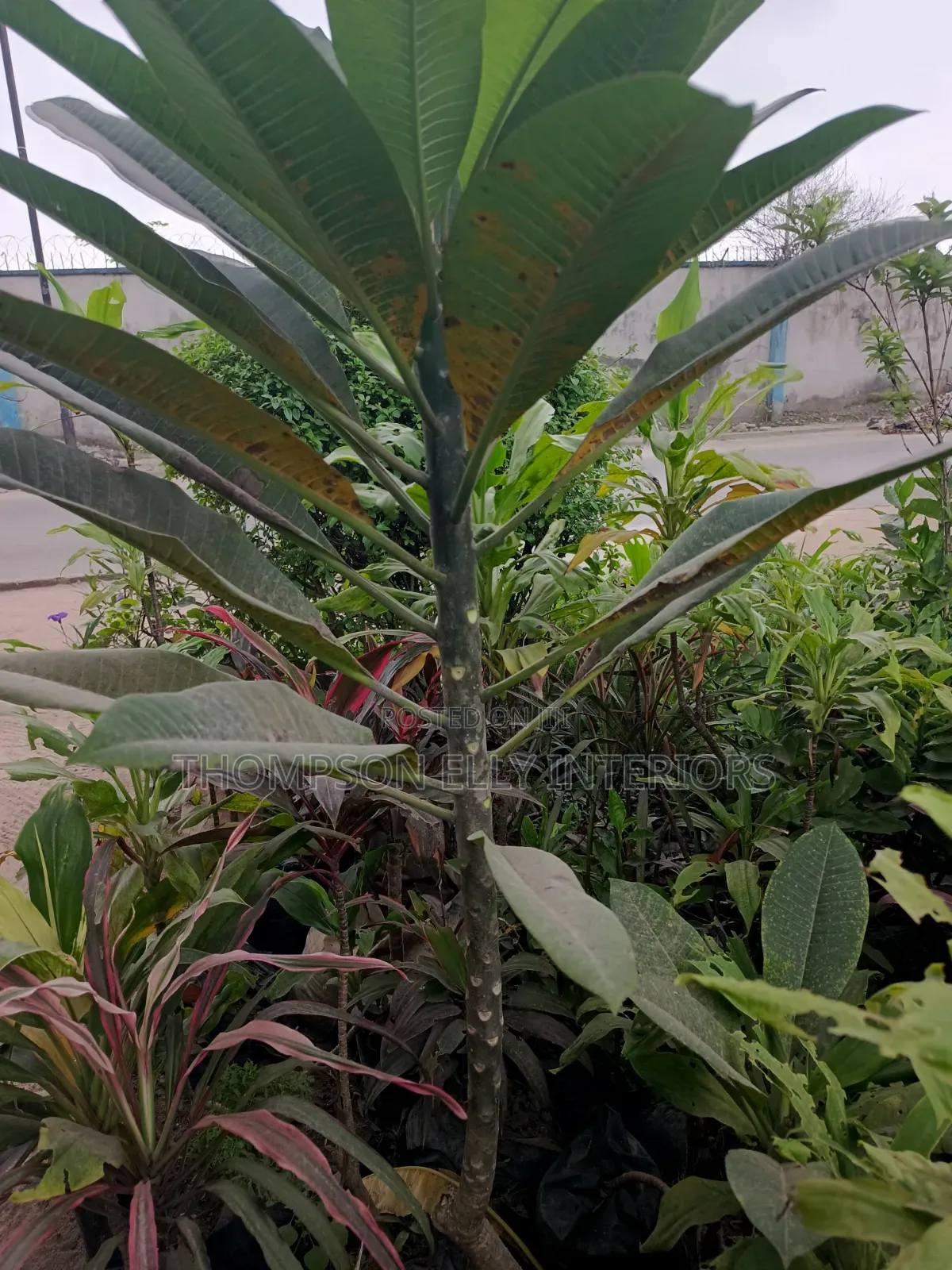 Frangipani Plant
