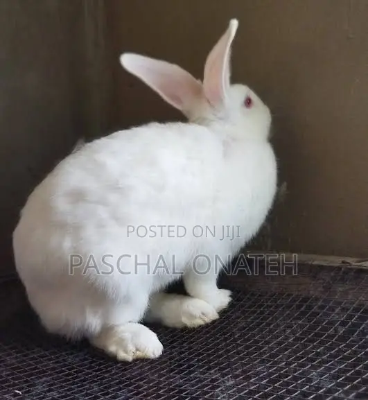 Matured Rabbits Available