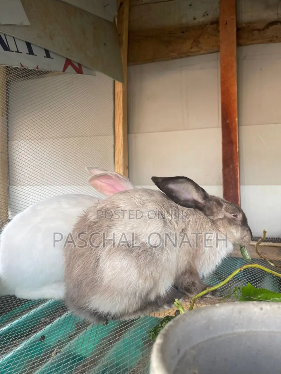 Matured Rabbits Available