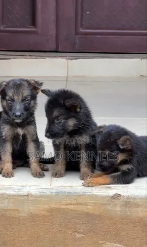 1-3 months Female Purebred German Shepherd