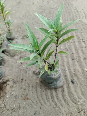 Variegated Gandarusa / Willow