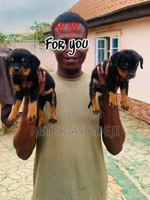 1-3 months Male Purebred Rottweiler