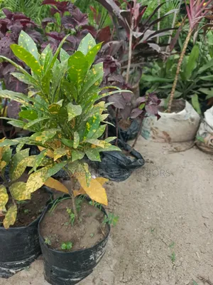 Crotons or Gold Dust