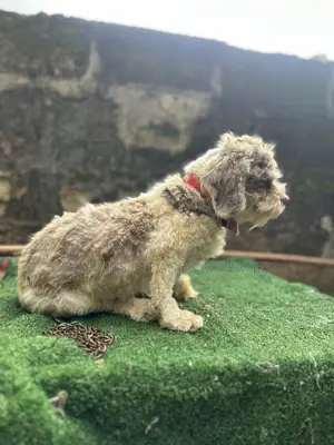 6-12 months Male Purebred Lhasa Apso