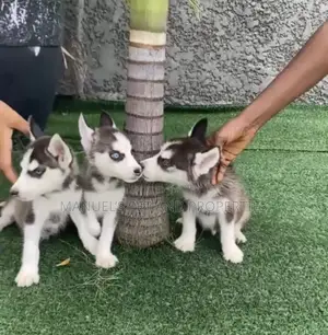 1-3 months Male Purebred Siberian Husky