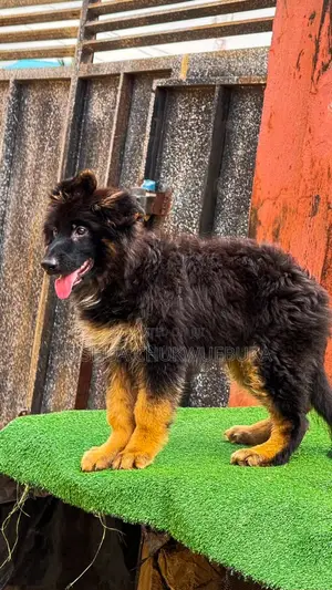3-6 months Male Purebred German Shepherd