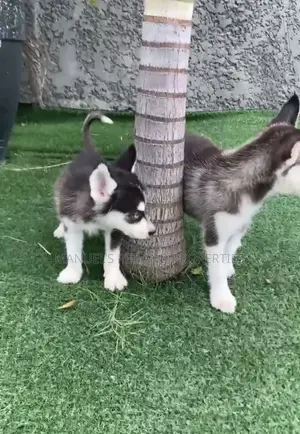 1-3 months Female Purebred Siberian Husky