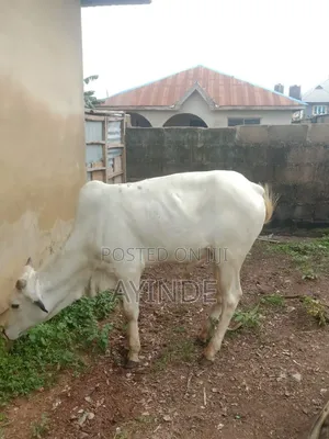 Male and Female Cow
