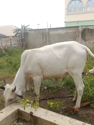 Male and Female Cow