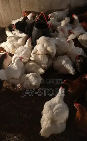 Broiler Chickens
