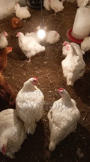 Broiler Chickens