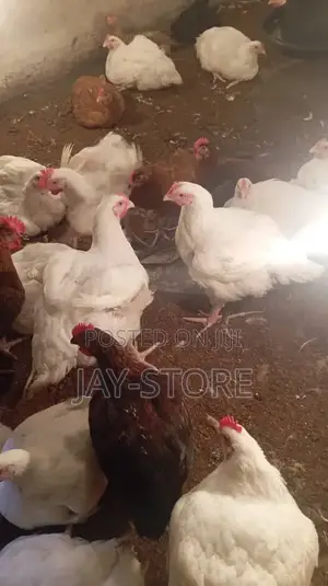 Broiler Chickens