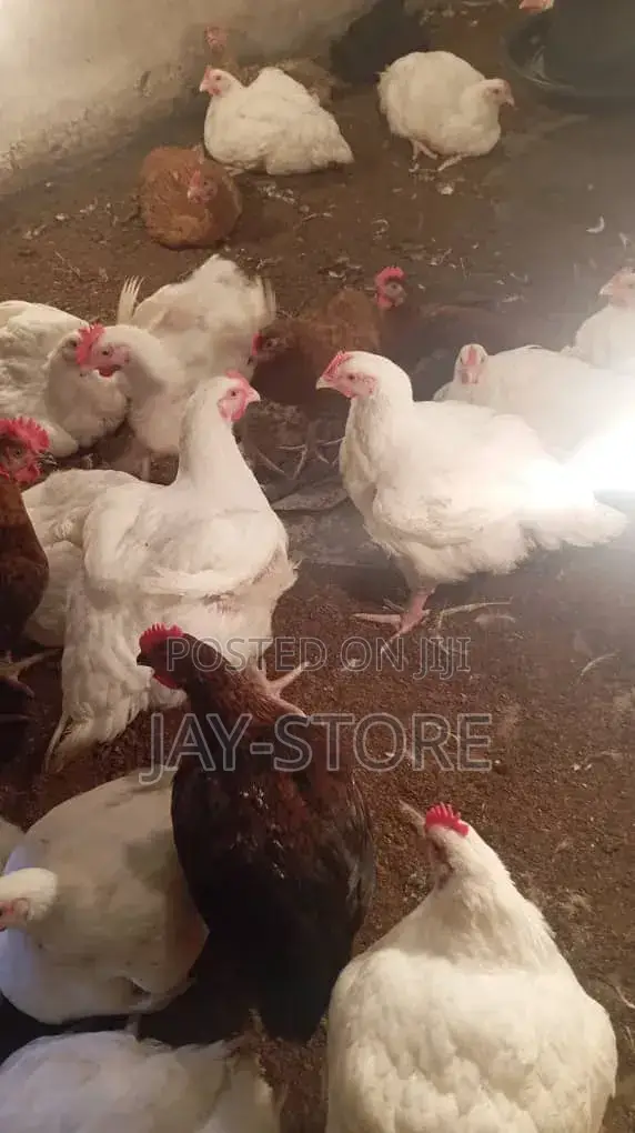 Broiler Chickens