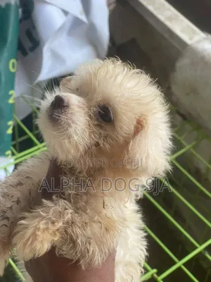 1-3 months Female Purebred Lhasa Apso
