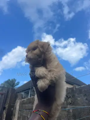 1-3 months Male Purebred Lhasa Apso