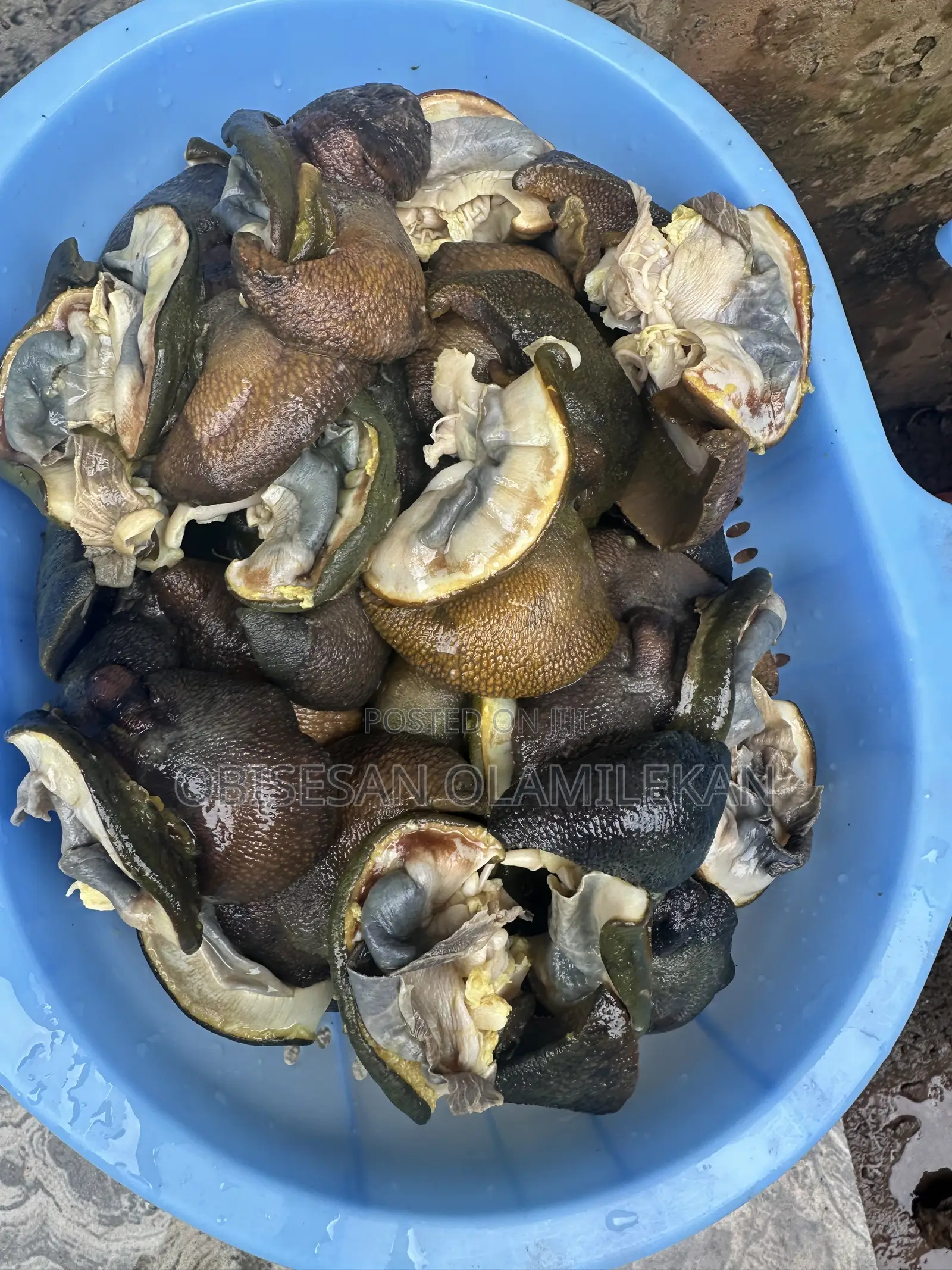 Frozen Snails