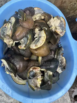 Frozen Snails