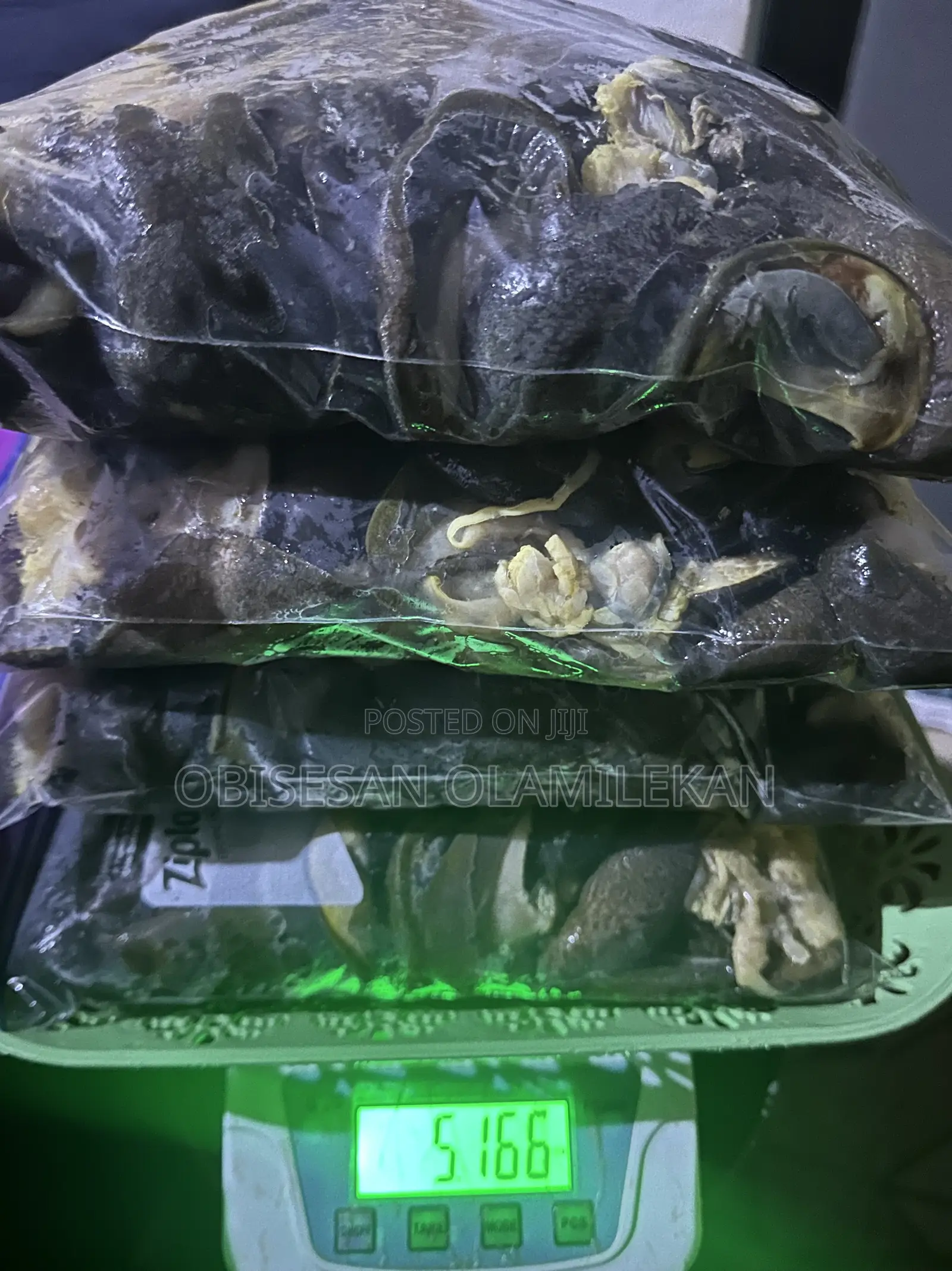 Frozen Snails