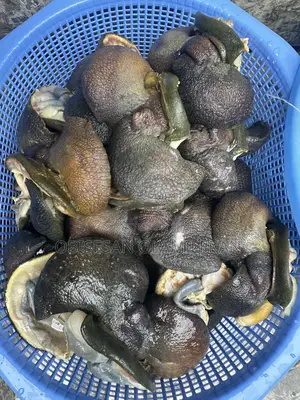 Frozen Snails