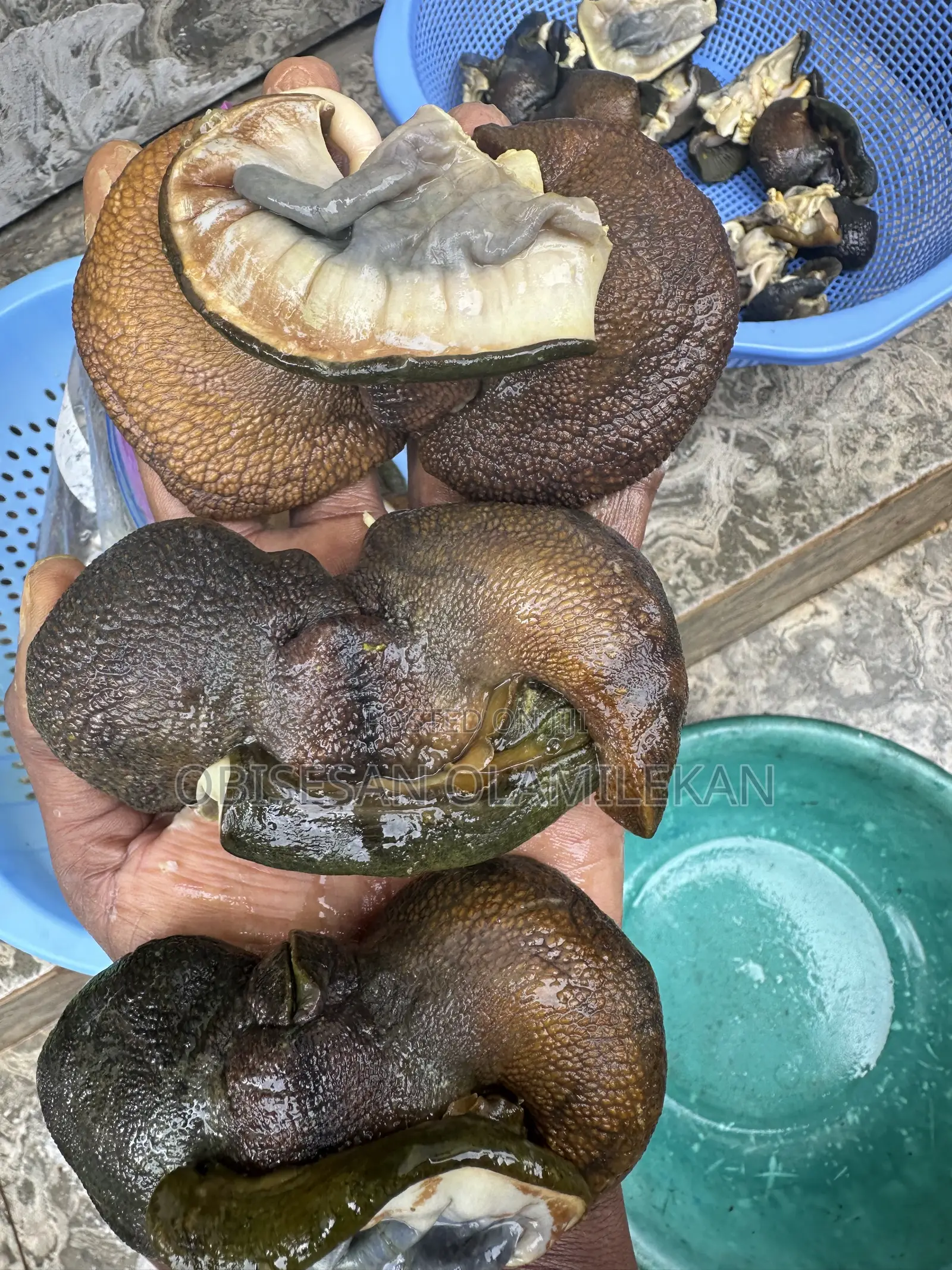 Frozen Snails