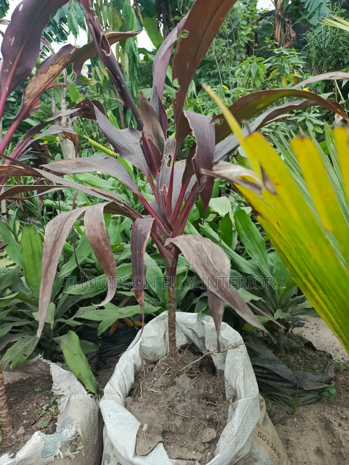 Cordyline/Red T Plant