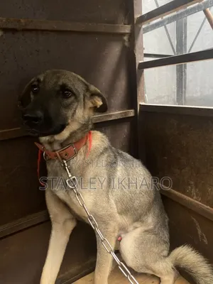 1+ year Female Mixed Breed German Shepherd