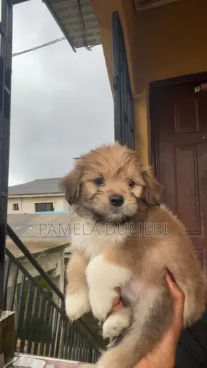 1-3 months Male Purebred Lhasa Apso