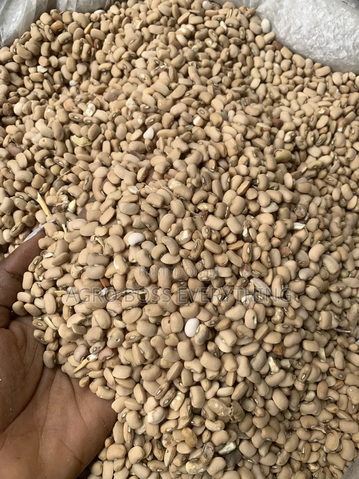 Butter Beans