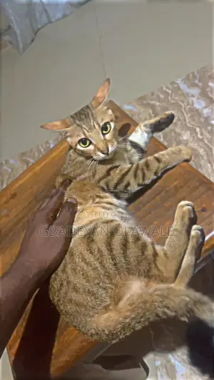 1-3 months Female Mixed Breed Tabby