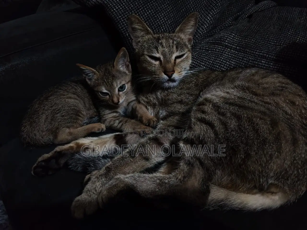 1-3 months Female Mixed Breed Tabby