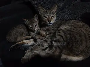 1-3 months Female Mixed Breed Tabby