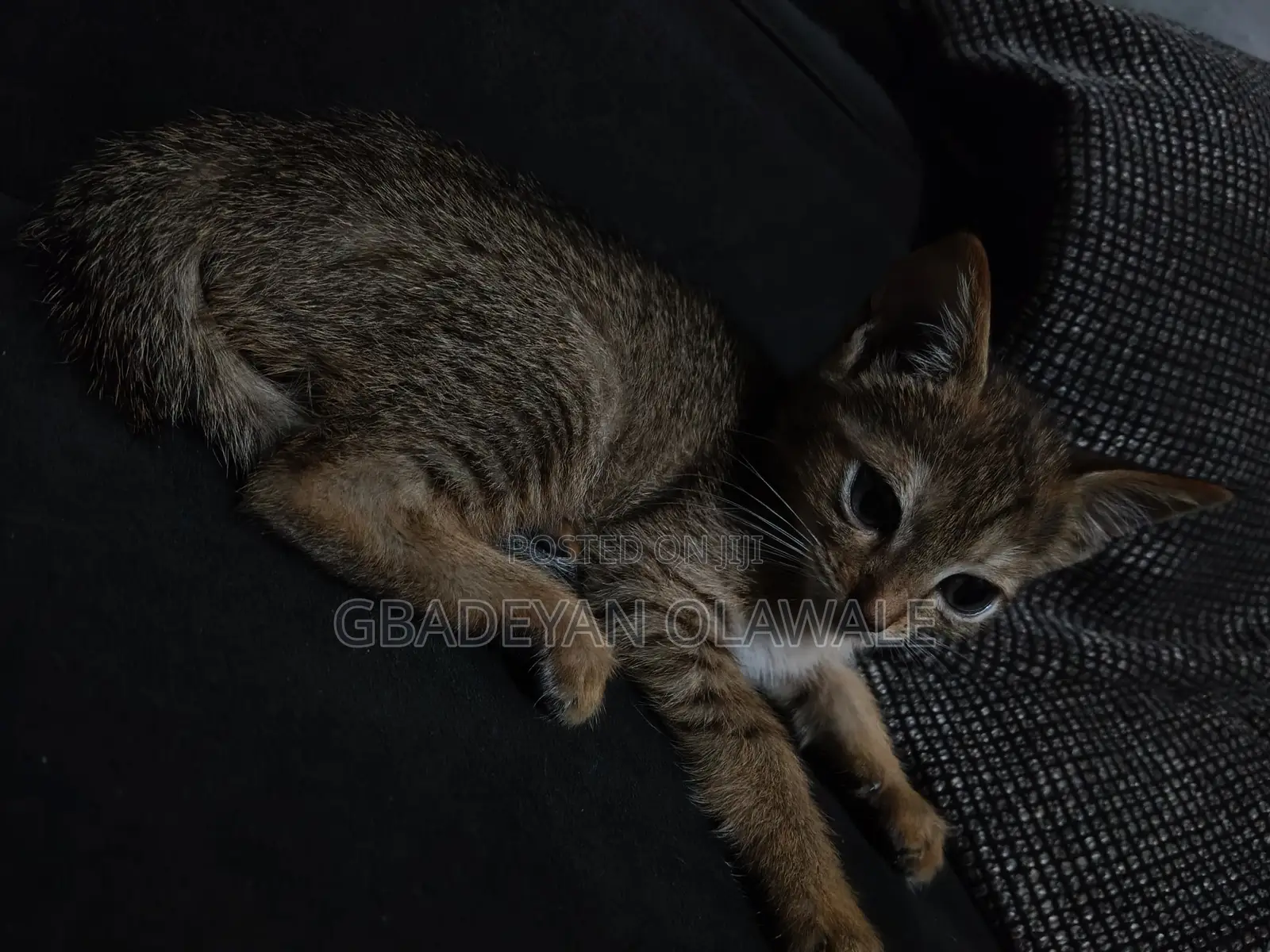 1-3 months Female Mixed Breed Tabby