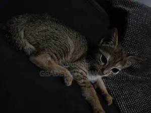 1-3 months Female Mixed Breed Tabby