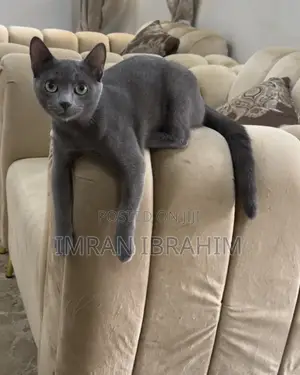 3-6 months Male Mixed Breed Russian Blue