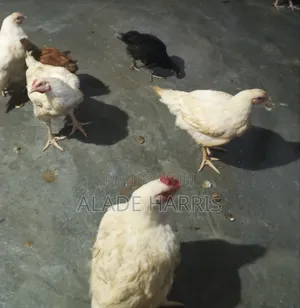 Poultry Chickens