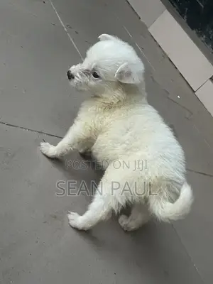 1-3 months Female Purebred American Eskimo