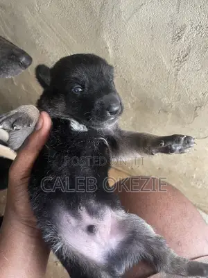 0-1 month Male Purebred German Shepherd