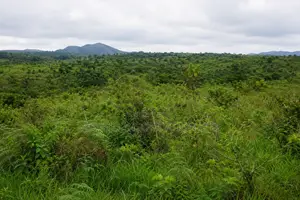 Farmland for Lease