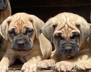 1-3 months Male Purebred Bullmastiff