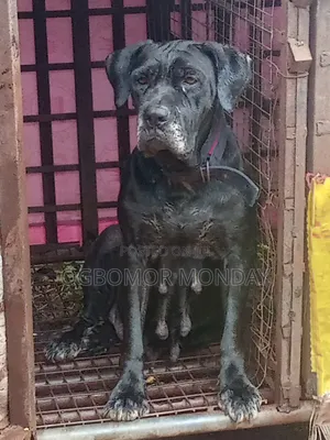1+ year Female Purebred Cane Corso