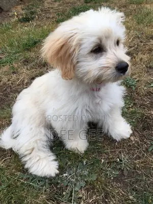 1-3 months Male Purebred Lhasa Apso