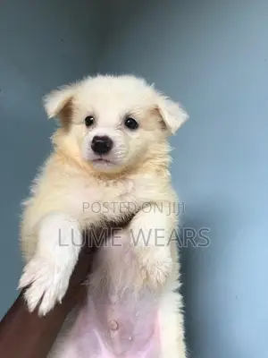 1-3 months Male Purebred American Eskimo