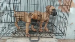 1-3 months Female Purebred Boerboel
