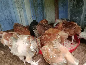 Unik Farms
