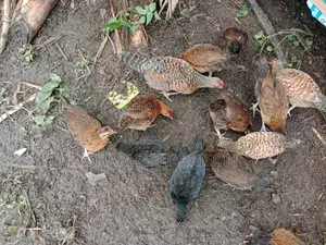 Unik Farms
